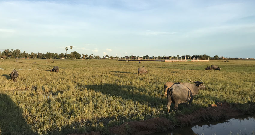 Water Buffalo and Rice Field