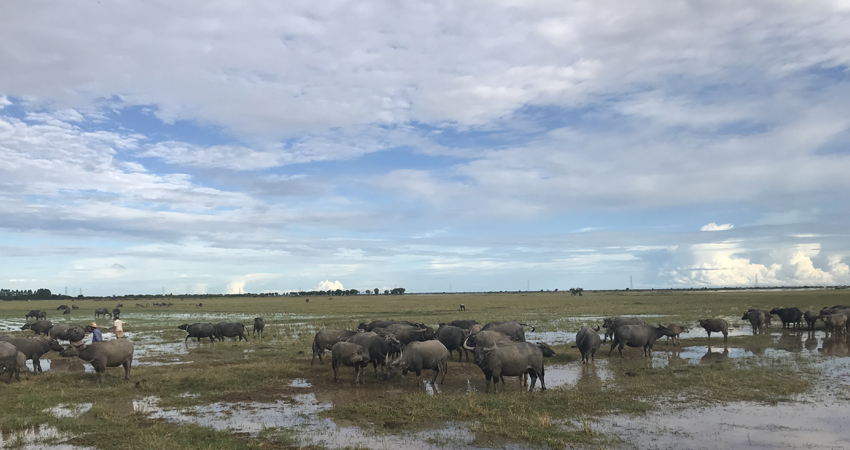 Water buffalo in rice field